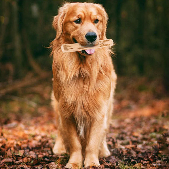 EcoPaw Natural Coffee Wood Chew Toy for Dogs