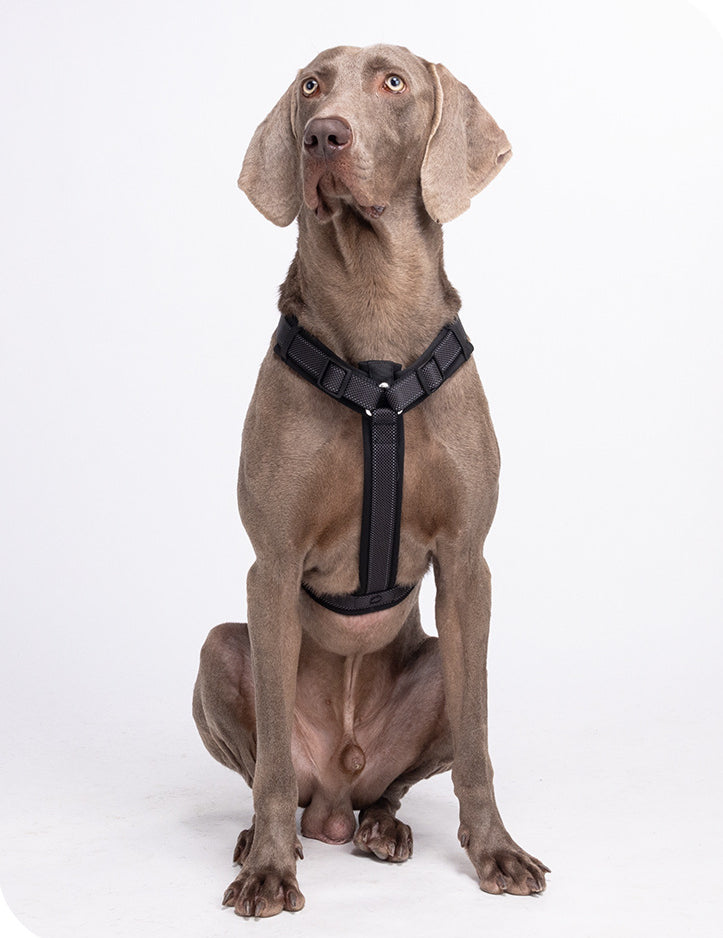 EcoPaw Premium No-Pull Reflective Dog Harnes