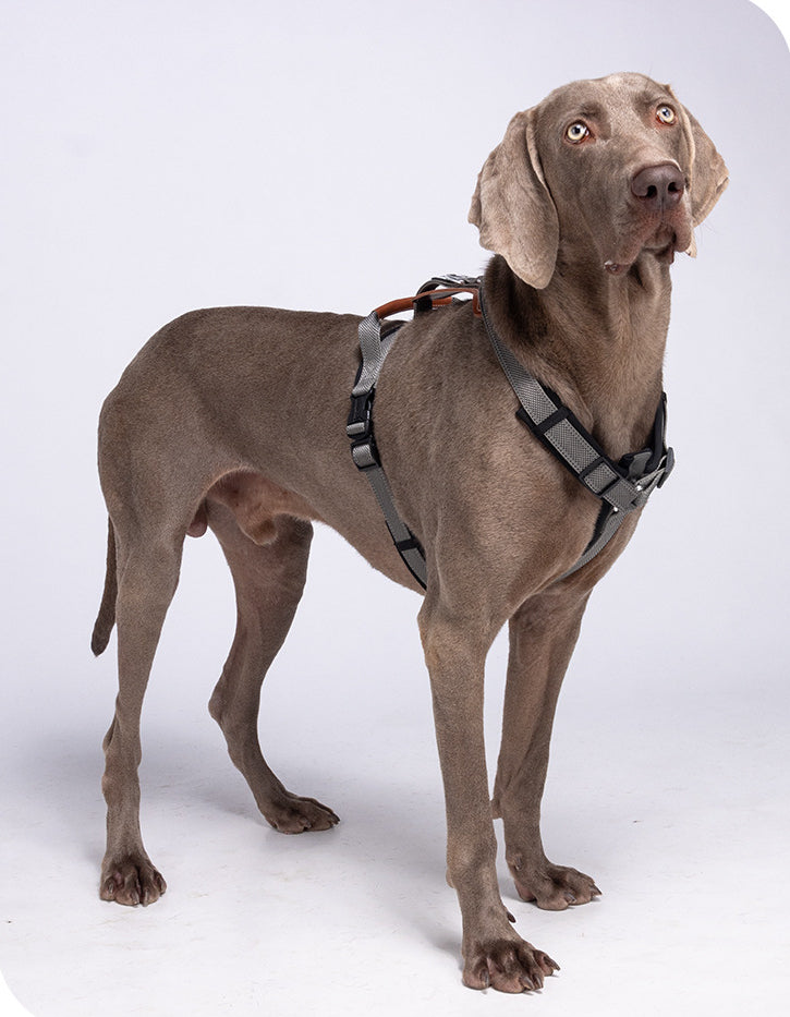 EcoPaw Premium No-Pull Reflective Dog Harnes