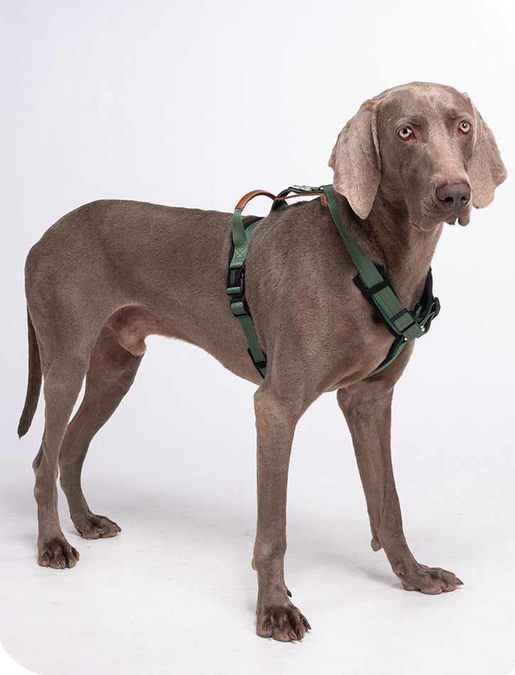 EcoPaw Premium No-Pull Reflective Dog Harnes